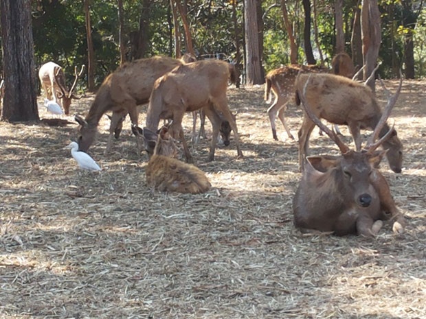 deer_park