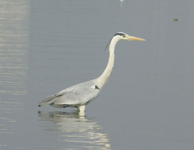 grey_heron.jpg