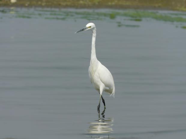 little_egret.jpg