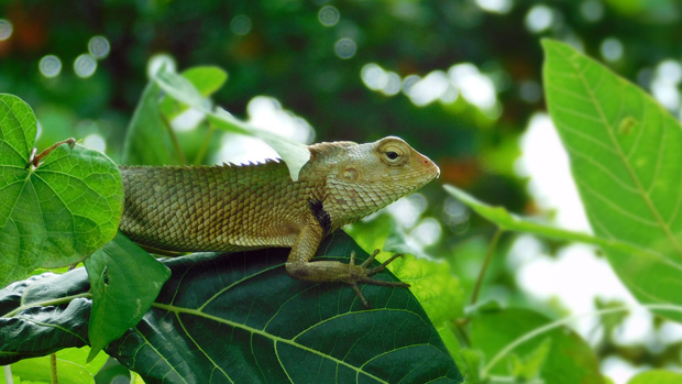 Oriental-garden-lizard