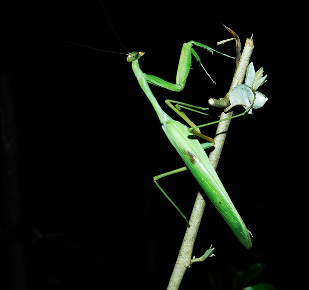 prayingmantis