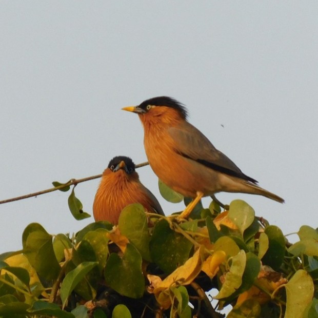 brahminy_starling.jpg