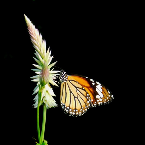 striped_tiger_butterfly.jpg