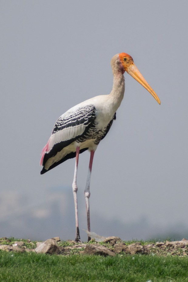 Painted_Stork_Day02