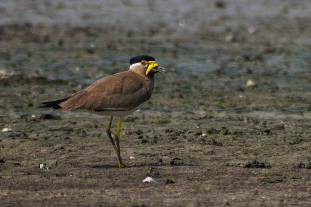 yellow-wattled-lapwing