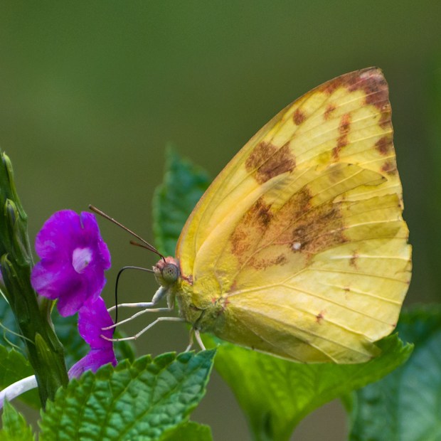 LemonEmigrantButterflyFemale.jpg