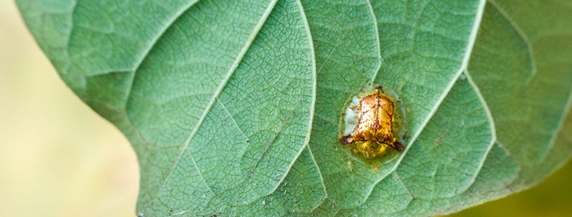 colour in macro photography
