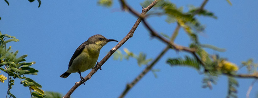 mistakes in bird photography